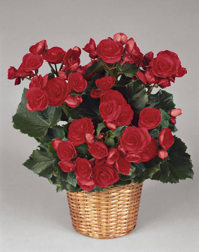 无人,竖图,室内,特写,植物,叶子,篮子,图像,花瓣,容器,概念,摄影,生长,秋海棠,脆弱,构图,球根海棠,彩图,影棚拍摄,时空