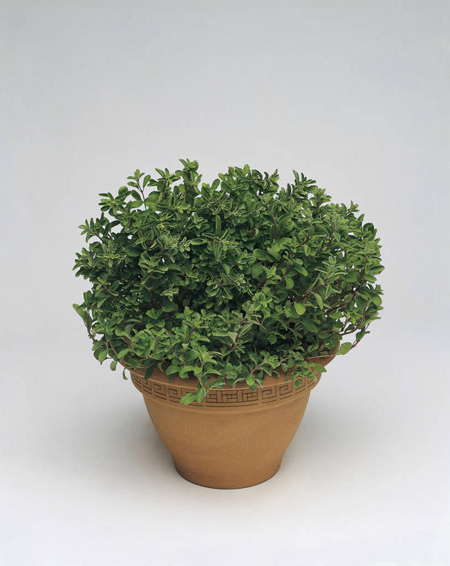 无人,竖图,室内,特写,植物,叶子,图像,概念,摄影,生长,草本,墨角兰,构图,彩图,影棚拍摄,时空