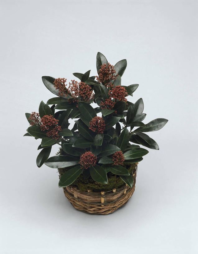 无人,竖图,俯视,室内,特写,白色背景,植物,叶子,篮子,图像,花蕾,白色,容器,概念,摄影,生长,芸香科,视角,构图,开端,彩图,高角度拍摄,影棚拍摄,时空