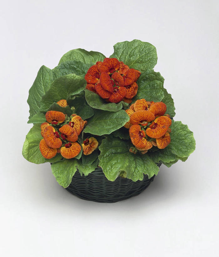 无人,竖图,室内,特写,白色背景,植物,叶子,图像,花瓣,白色,概念,摄影,生长,毛地黄,构图,彩图,影棚拍摄,时空