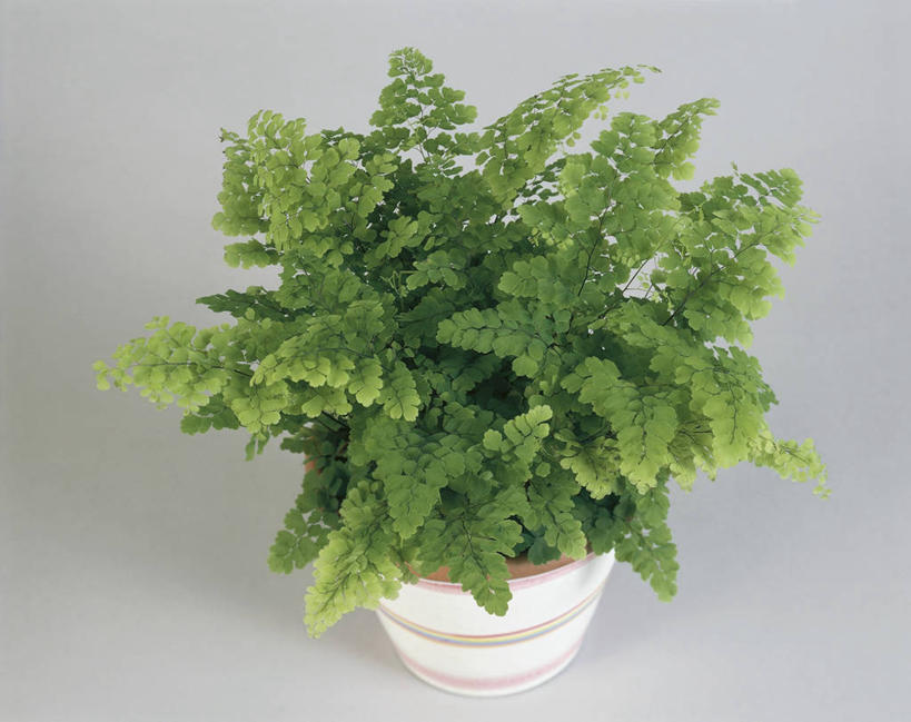 无人,横图,室外,特写,白天,白色背景,植物,叶子,科学,图像,白色,自然,概念,摄影,生长,生物学,主题,构图,铁线蕨,彩图,时空