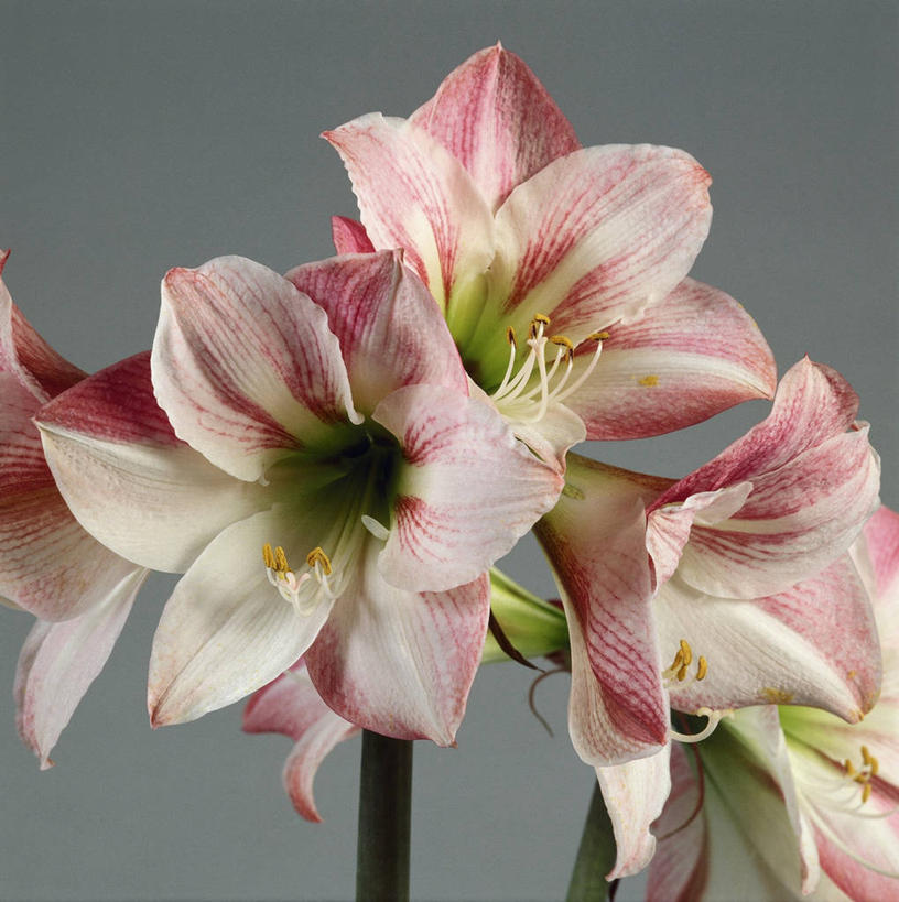 无人,方图,室内,特写,白色背景,植物,图像,花瓣,白色,概念,摄影,生长,孤挺花,脆弱,清新,构图,彩图,影棚拍摄,时空,百合科