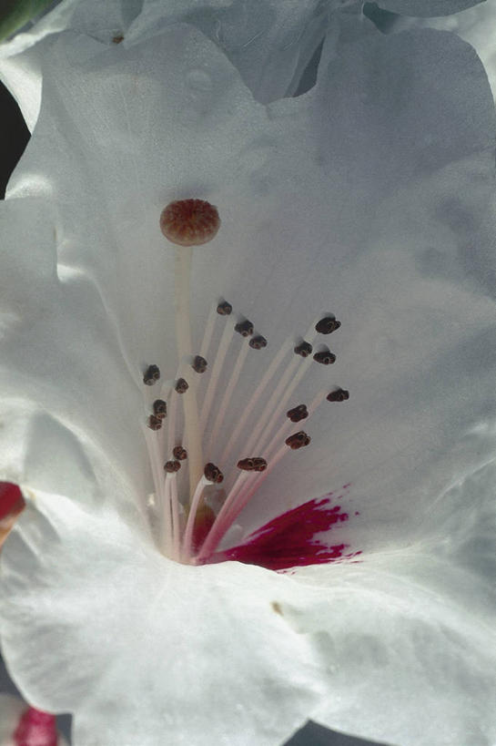 无人,竖图,室外,特写,白天,图像,花,花瓣,自然,概念,摄影,脆弱,雄蕊,清新,主题,石南花,构图,彩图,时空