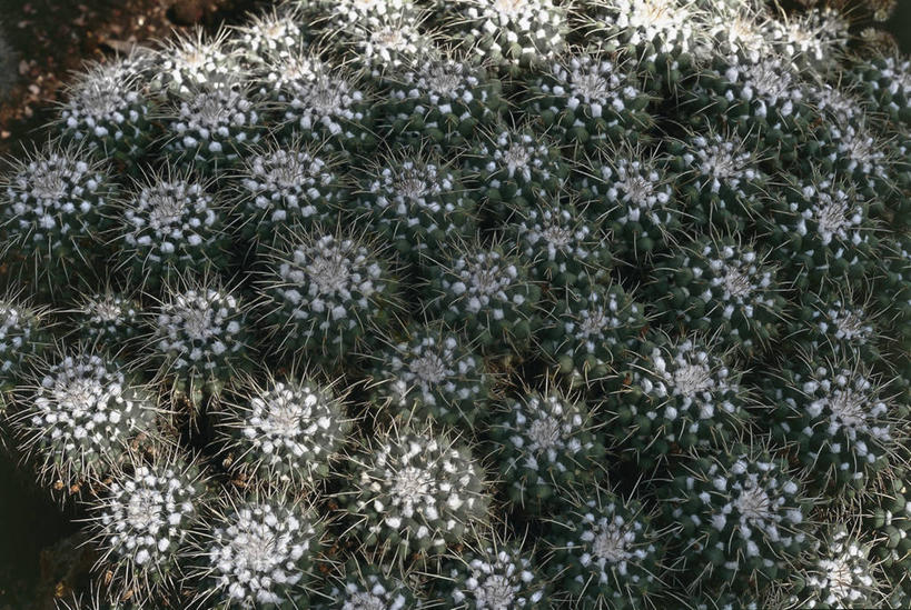 无人,横图,室外,特写,仙人掌,图像,自然,概念,摄影,生长,荆棘,主题,构图,彩图,肉质植物,时空