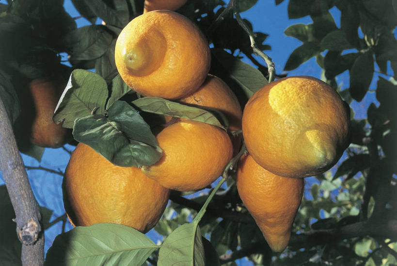 无人,横图,室外,特写,白天,仰视,植物,柠檬,水果,叶子,科学,食品,枝,饮品,图像,饮食,树,食物,饮料,自然,概念,摄影,生长,芸香科,生物学,可口,主题,视角,健康食物,构图,适口,香橼,彩图,低角度拍摄,时空