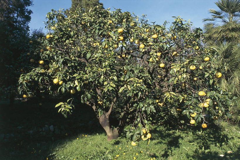 无人,果园,横图,室外,特写,白天,植物,水果,叶子,科学,食品,图像,饮食,草,树,概念,摄影,生长,芸香科,生物学,主题,柑橘属,健康食物,构图,桔子,彩图,苦橙,时空