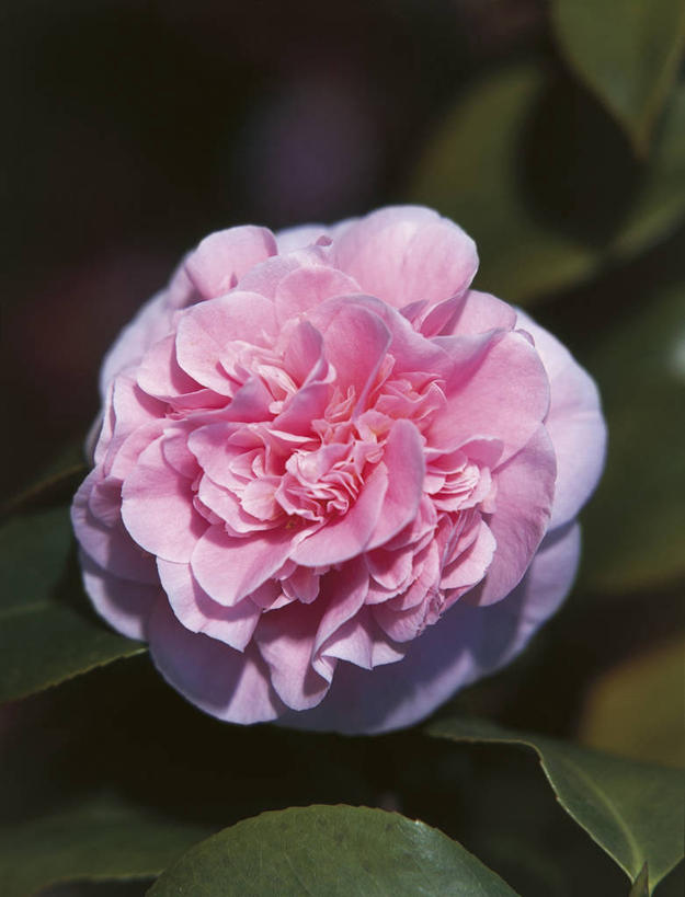 无人,竖图,室外,特写,白天,美景,植物,山茶花,叶子,科学,景观,图像,花瓣,树,自然,概念,景色,摄影,生长,生物学,脆弱,自然风光,主题,玉茗花,耐冬,海石榴,构图,茶花,彩图,时空