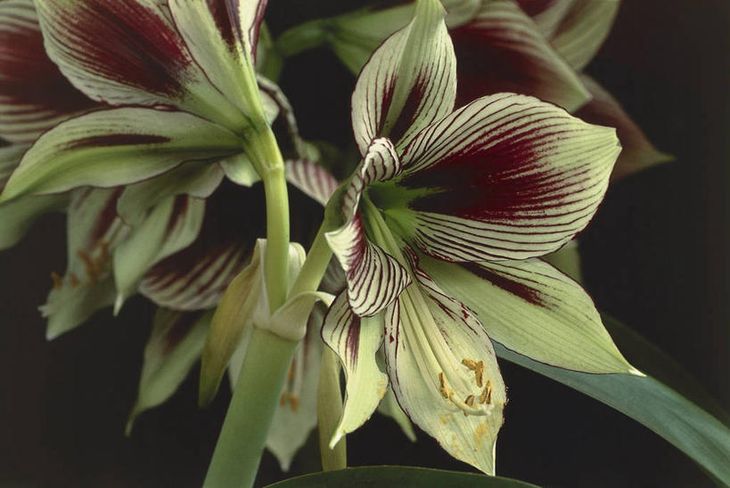 无人,横图,室外,特写,白天,图像,花瓣,自然,概念,摄影,生长,孤挺花,脆弱,主题,构图,彩图,时空,百合科