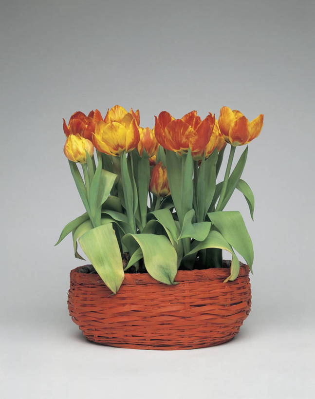 无人,竖图,室内,特写,植物,郁金香,叶子,花瓣,一个,摄影,生长,单个,彩图,影棚拍摄,百合科