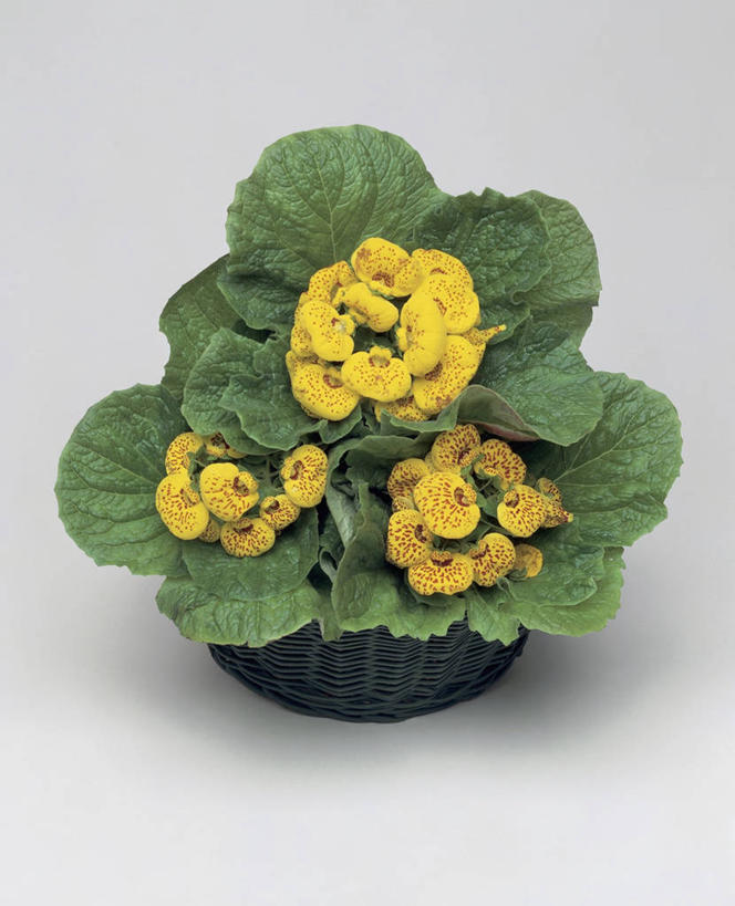 无人,竖图,俯视,室内,白色背景,植物,叶子,篮子,一个,黄色,摄影,生长,单个,毛地黄,彩图,高角度拍摄,影棚拍摄