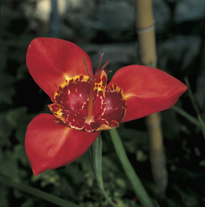 无人,方图,室外,特写,白天,爱情,友谊,植物,鸢尾花,茎,花瓣,红色,自然,摄影,生长,雄蕊,鸢尾,紫蝴蝶,蓝蝴蝶,扁竹花,彩图,爱丽丝,爱丽丝花