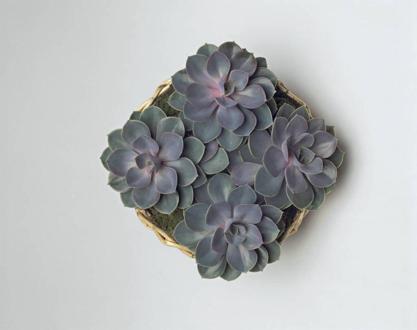 无人,横图,俯视,室内,白色背景,爱情,植物,叶子,篮子,宝石花,一个,摄影,生长,单个,石莲花,勤劳,彩图,高角度拍摄,影棚拍摄,肉质植物