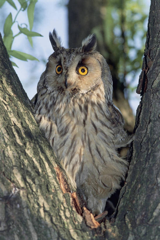 无人,竖图,室外,特写,白天,树林,猫头鹰,野生动物,阴影,树,天空,摄影,栖息,机敏,短耳枭,彩图