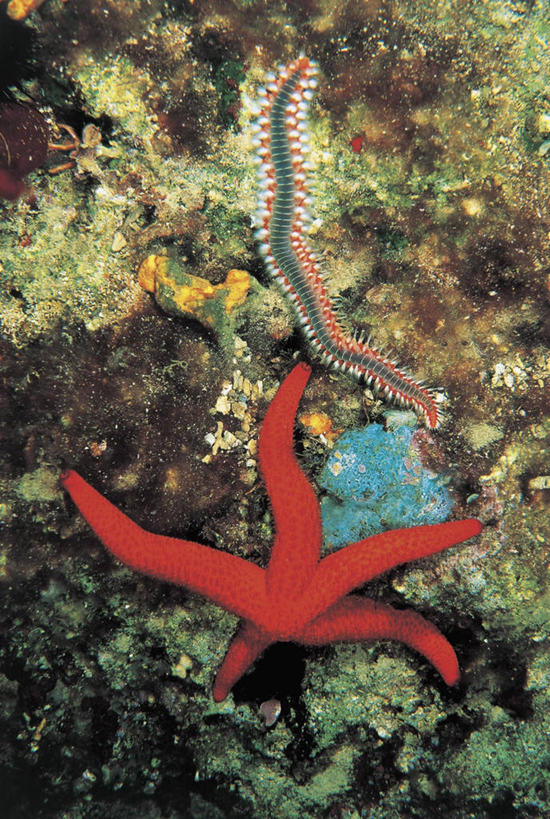 游泳,无人,竖图,俯视,室外,特写,白天,水下,海洋,海星,野生动物,苔藓,无脊椎动物,动物,两只,摄影,棘皮动物,岩石,彩图,高角度拍摄,红海星