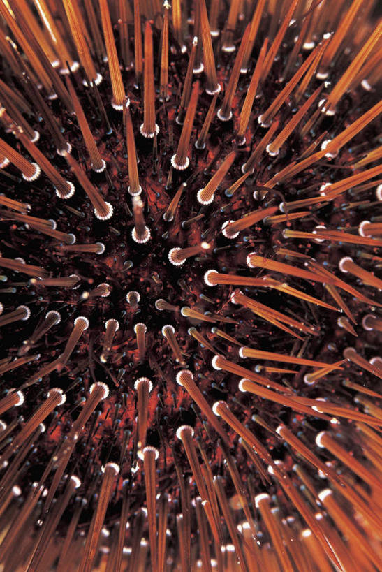 无人,竖图,室外,特写,白天,安全,水下,海洋,海胆,野生动物,一群,许多,锐利,褐色,很多,无脊椎动物,摄影,保护,锋利,尖锐,棘皮动物,彩图,全画面,全框架,全帧,全画幅