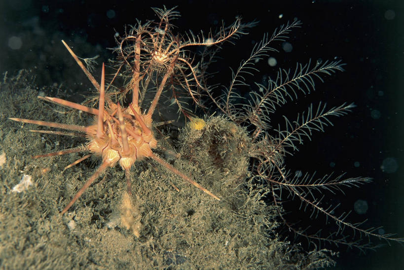 无人,横图,俯视,室外,特写,白天,水下,海洋,海胆,野生动物,珊瑚,无脊椎动物,摄影,棘皮动物,彩图,高角度拍摄