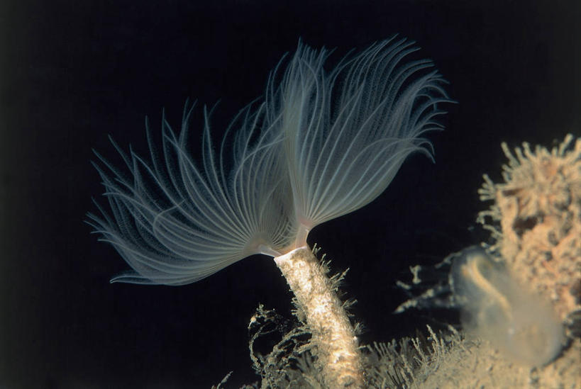 无人,横图,室外,特写,夜晚,水下,海洋,野生动物,无脊椎动物,摄影,彩图,环节动物