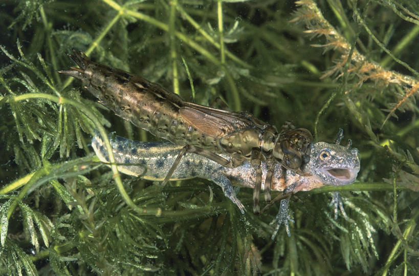 无人,横图,室外,特写,白天,水下,海洋,野生动物,蜻蜓,绿色,动物,两只,摄影,火蜥蜴,彩图