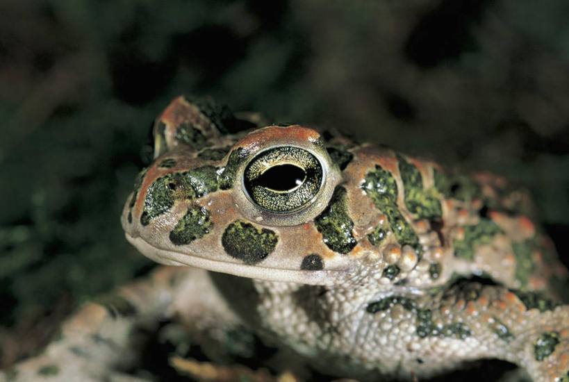 无人,横图,室外,特写,白天,蟾蜍,野生动物,摄影,癞蛤蟆,彩图