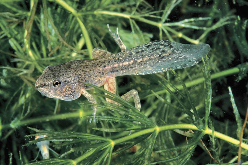 无人,横图,俯视,室外,特写,白天,水下,海洋,野生动物,绿色,摄影,蝌蚪,彩图,高角度拍摄