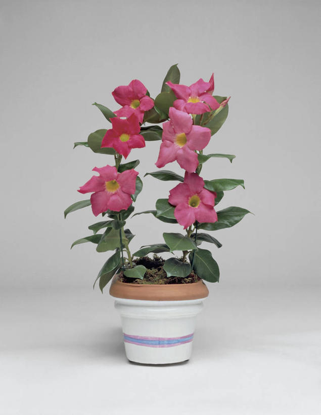 无人,竖图,室内,特写,白色背景,植物,叶子,盛开,花蕾,赤素馨花,花,花瓣,花朵,鲜花,一朵,一个,粉色,花苞,花蕊,摄影,生长,单个,脆弱,彩图,影棚拍摄