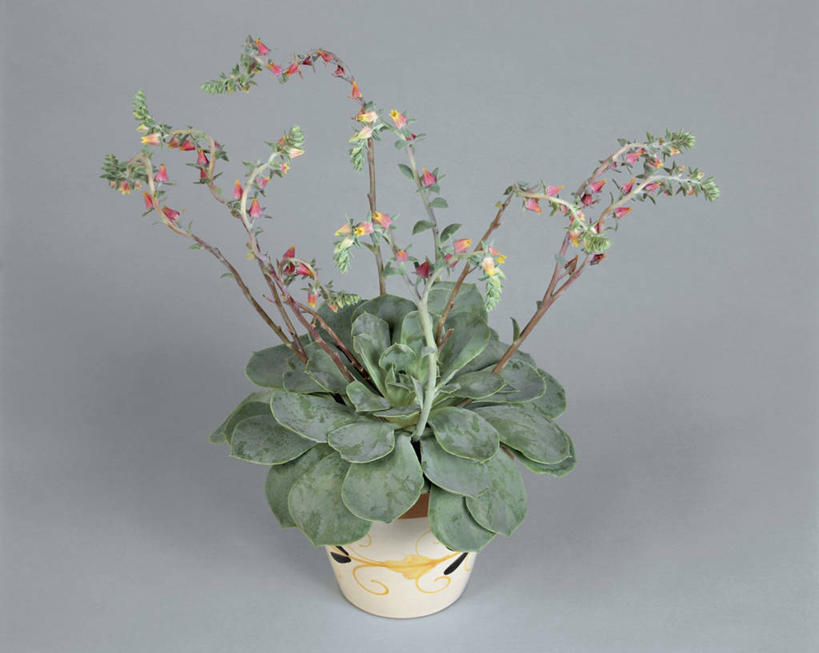 无人,横图,室内,特写,植物,叶子,一个,摄影,生长,单个,彩图,影棚拍摄,肉质植物