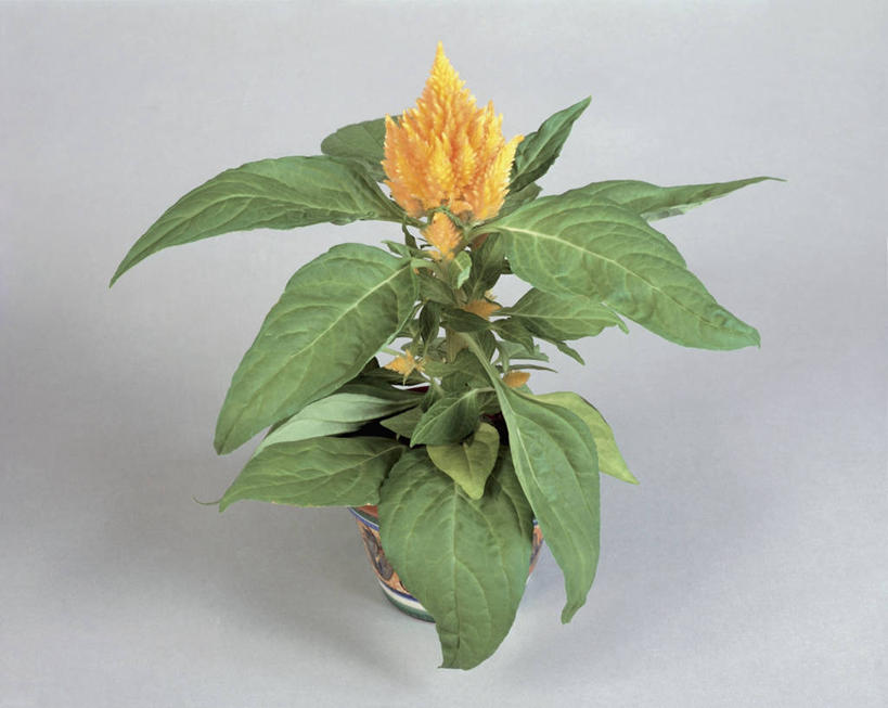 无人,横图,室内,特写,植物,叶子,一个,黄色,摄影,生长,单个,鸡冠花,脆弱,彩图,影棚拍摄