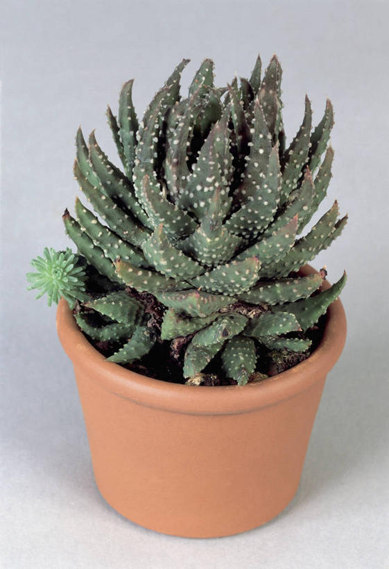 无人,竖图,室内,特写,植物,绿色,摄影,生长,生物学,彩图,影棚拍摄,百合科