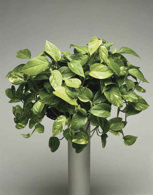 无人,竖图,室内,特写,植物,微生物,叶子,细菌,绿色,生物,摄影,生长,生物学,生命体,彩图,影棚拍摄,原核生物