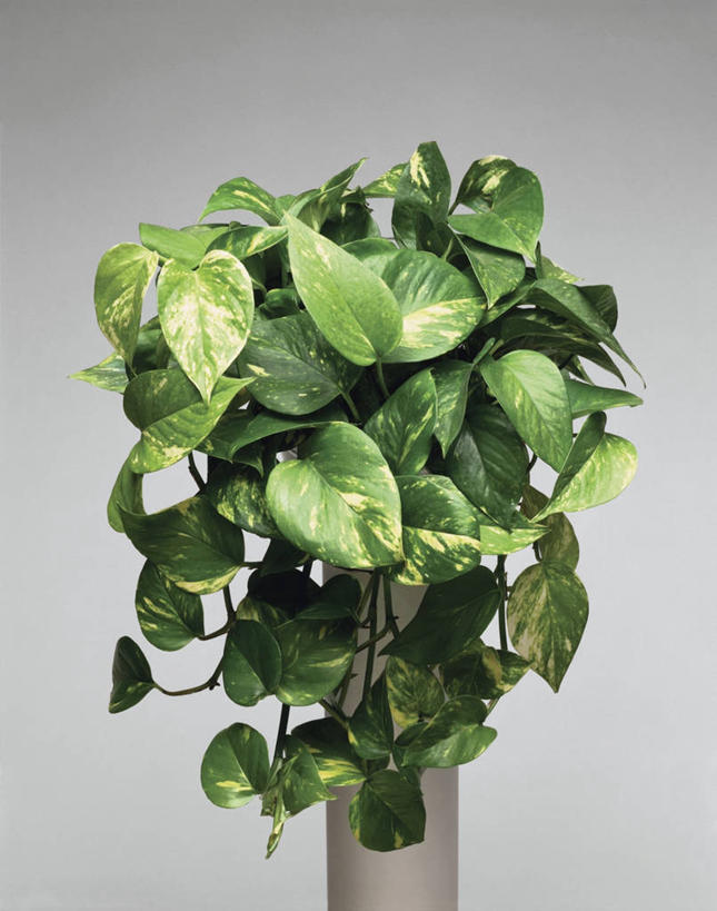 无人,竖图,室内,特写,植物,微生物,叶子,细菌,绿色,生物,摄影,生长,生物学,生命体,彩图,影棚拍摄,原核生物