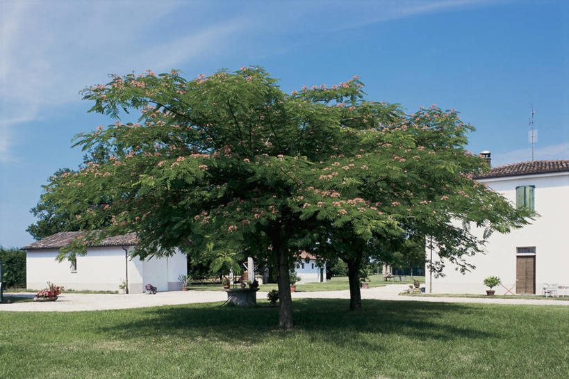 无人,横图,室外,白天,草坪,门,建筑,含羞草,阴影,房屋,云,草,树,天空,自然,摄影,生长,生物学,住房,豌豆系,彩图
