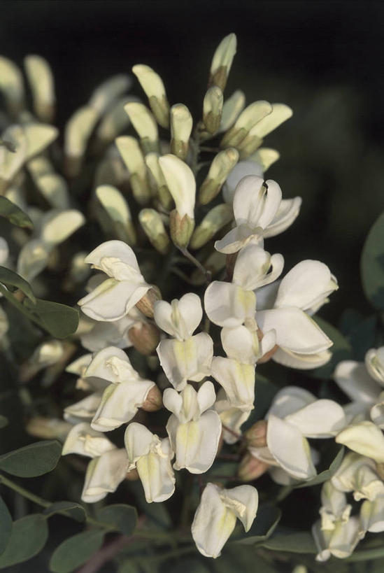 无人,竖图,室外,特写,白天,美景,植物,景观,花,花朵,白色,自然,景色,摄影,生长,生物学,自然风光,豌豆系,彩图