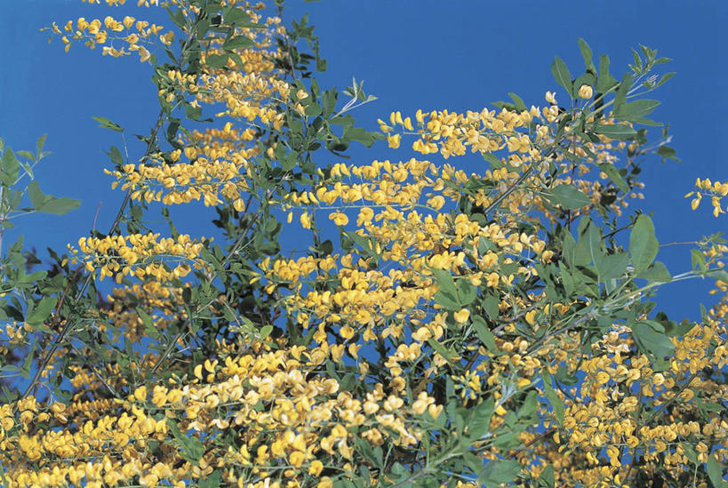 无人,横图,室外,特写,白天,植物,叶子,花,花朵,黄色,天空,自然,摄影,生长,生物学,金链花,彩图