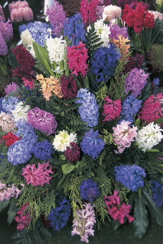 无人,竖图,室外,特写,白天,美景,植物,风信子,景观,花朵,自然,景色,摄影,生长,生物学,自然风光,彩图,百合科