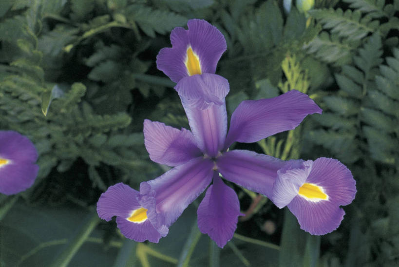 无人,横图,室外,特写,白天,爱情,友谊,美景,植物,景观,鸢尾花,花瓣,花朵,紫色,自然,景色,摄影,生长,生物学,雄蕊,鸢尾,自然风光,紫蝴蝶,蓝蝴蝶,扁竹花,彩图,爱丽丝,爱丽丝花