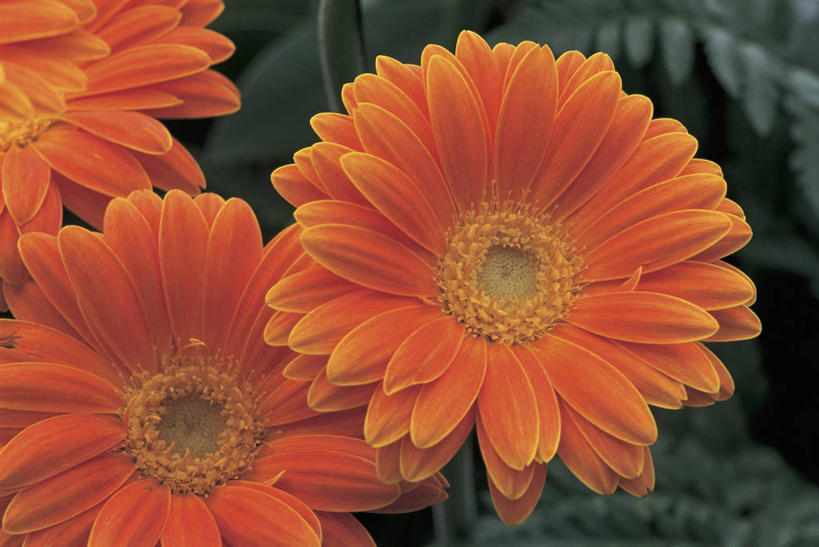 无人,横图,室外,特写,白天,植物,非洲雏菊,非洲菊,花瓣,花朵,橙色,摄影,生长,生物学,雄蕊,彩图