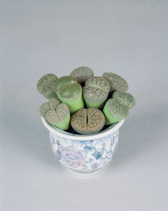 无人,竖图,室内,特写,植物,仙人掌,花盆,园艺,一个,自然,摄影,生长,单个,彩图,影棚拍摄