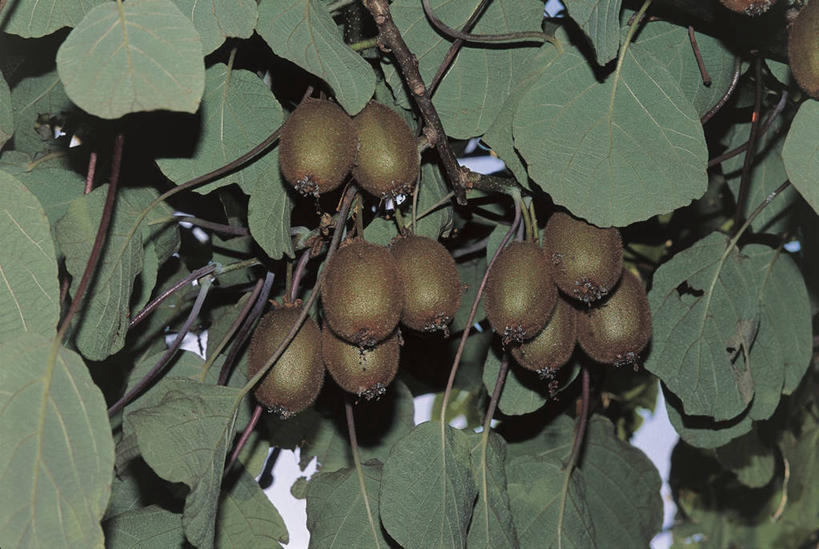 无人,横图,室外,特写,白天,猕猴桃,水果,叶子,枝,饮食,树,自然,摄影,生长,奇异果,猕猴梨,彩图