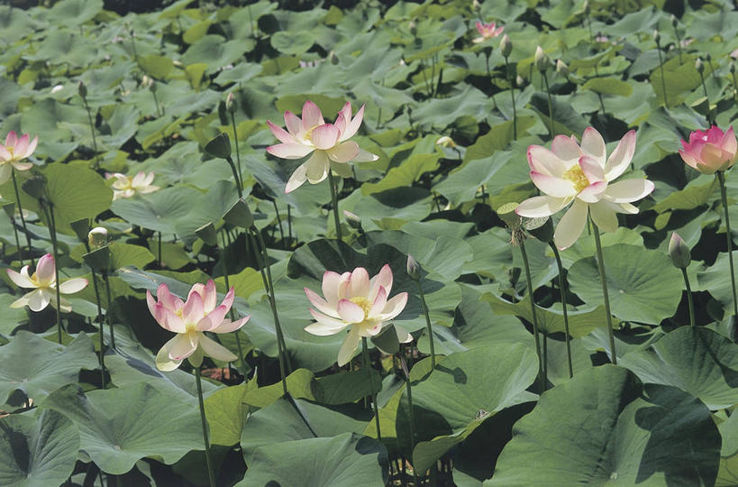 无人,横图,俯视,室外,特写,白天,美景,植物,莲花,睡莲,叶子,景观,茎,花,花瓣,自然,景色,摄影,生长,自然风光,纯真,妖艳,水芹花,抒情,洁净,水洋花,小莲花,子午莲,彩图,高角度拍摄