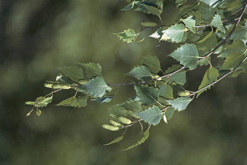 无人,横图,室外,特写,白天,叶子,枝,树,自然,摄影,白桦,生长,彩图