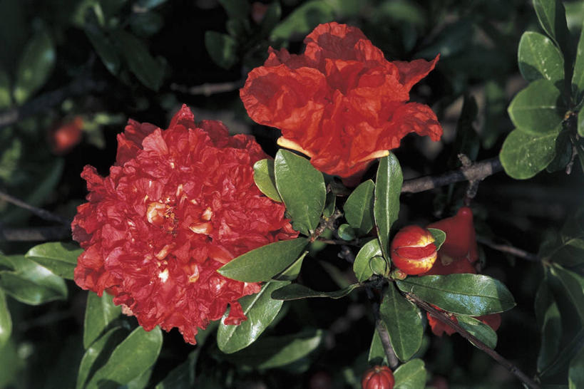 无人,横图,室外,特写,白天,美景,石榴,叶子,景观,花蕾,红色,自然,景色,摄影,生长,自然风光,彩图