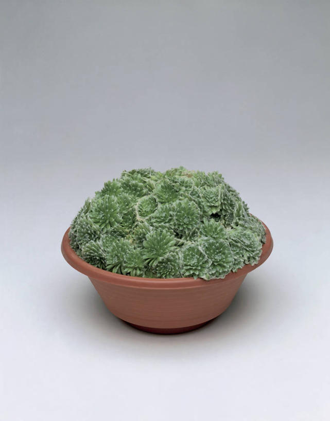 无人,竖图,室内,特写,植物,花盆,园艺,一个,自然,摄影,生长,单个,彩图,影棚拍摄,肉质植物