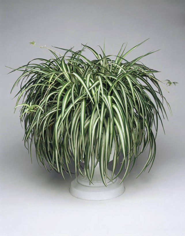 无人,竖图,室内,特写,植物,叶子,花盆,园艺,一个,自然,摄影,生长,单个,彩图,影棚拍摄,百合科