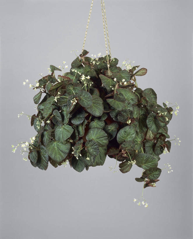 无人,交叉,竖图,室内,特写,植物,竹子,叶子,花盆,握,竹制,编织,篮子,园艺,拿,拎,拿着,一个,自然,竹篮,握着,摄影,生长,单个,竹条,交织,竹制品,穿插,球根海棠,彩图,影棚拍摄,拎着