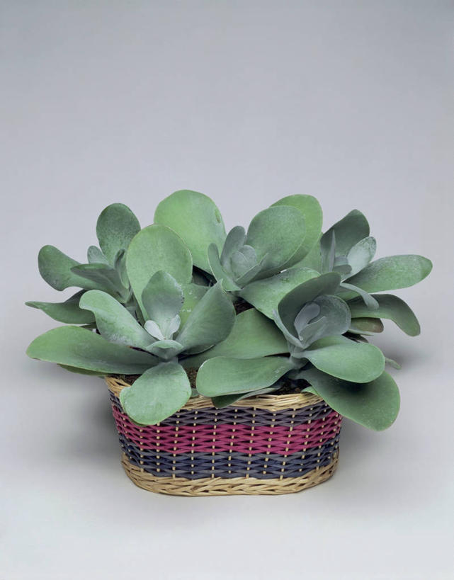 无人,竖图,室内,特写,植物,叶子,篮子,一个,自然,摄影,生长,单个,彩图,影棚拍摄,肉质植物