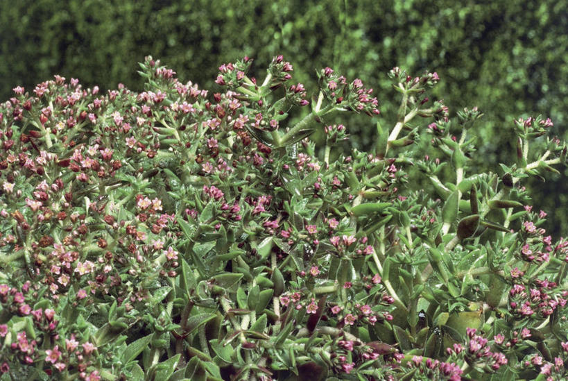 无人,横图,室外,特写,白天,植物,叶子,自然,摄影,生长,彩图,肉质植物