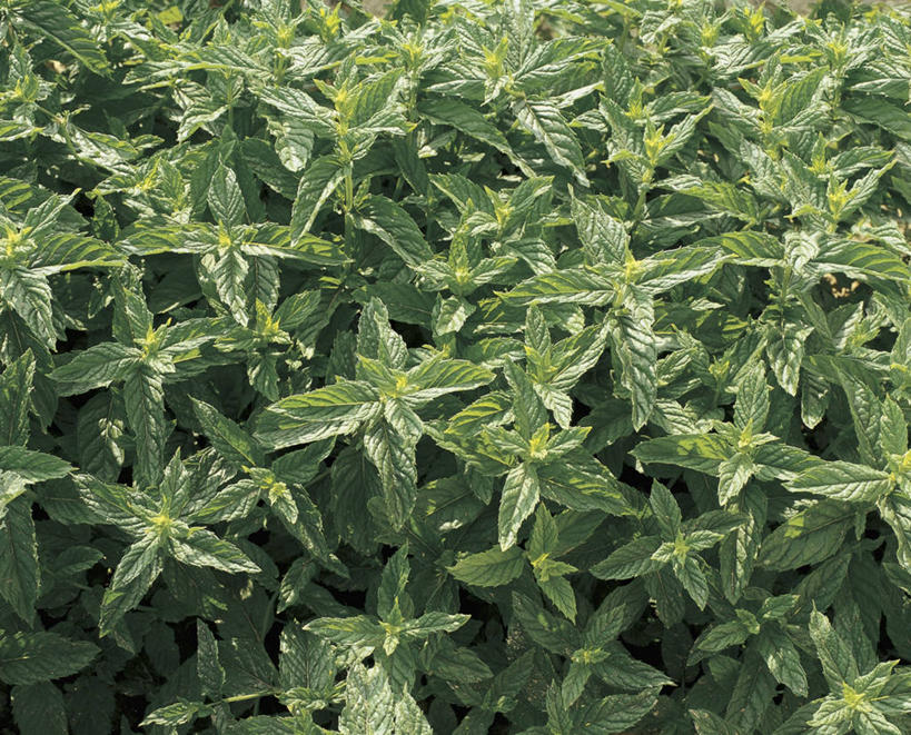 无人,横图,室外,特写,白天,农业,农作物,植物,叶子,绿色,摄影,生长,胡椒薄荷,彩图,全画面,全框架,全帧,全画幅