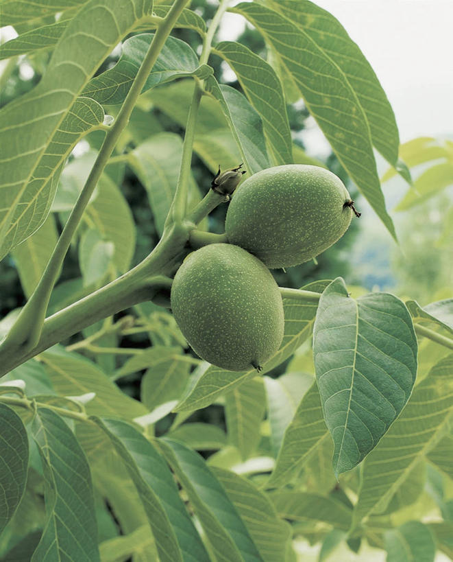 无人,竖图,室外,白天,农业,植物,水果,叶子,吊挂,悬挂,枝,挂,树,自然,摄影,有机食品,生长,胡桃,叶脉,彩图