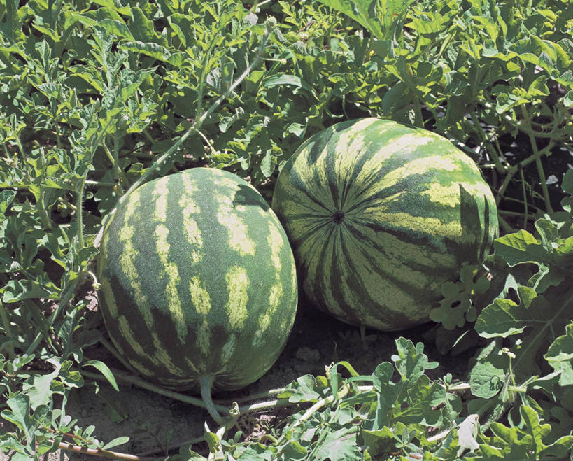 无人,横图,室外,白天,农业,植物,西瓜,水果,叶子,田地,饮食,摄影,有机食品,生长,健康食物,彩图