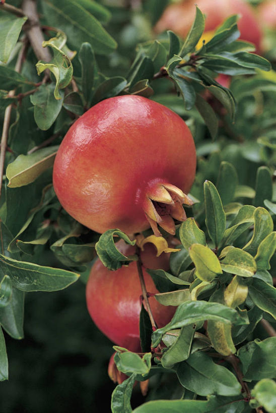 无人,竖图,室外,特写,白天,植物,石榴,水果,叶子,枝,树,自然,摄影,有机食品,生长,彩图